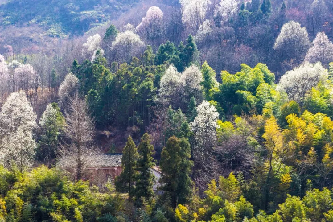 春游江淮請(qǐng)您來(lái)丨向著紅土地的方向，春游皖西